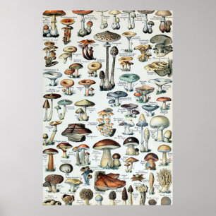 Vintage Edible Mushroom Chart