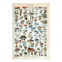 Vintage Edible Mushroom Chart Photo Enlargement