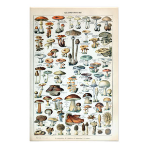 Vintage Edible Mushroom Chart Photo Enlargement Print