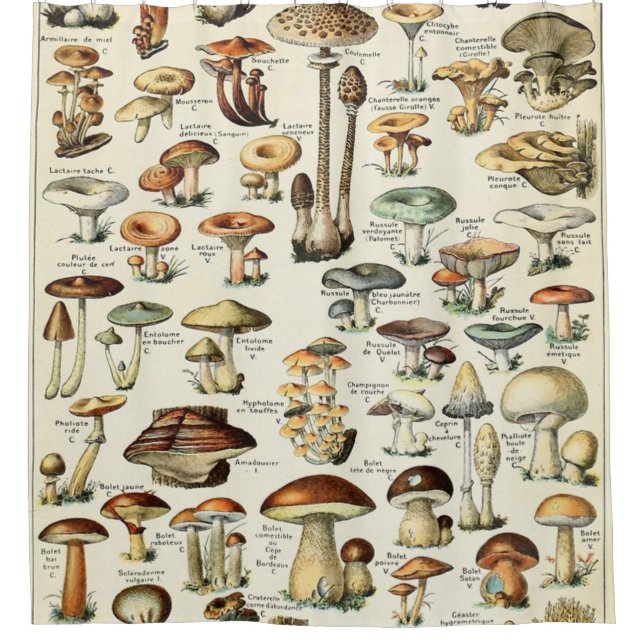 Vintage Edible Mushroom Chart Shower Curtain (Front)