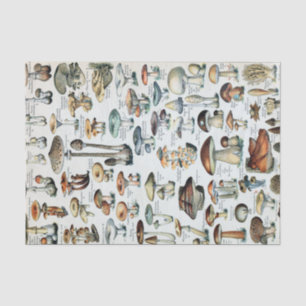 Vintage Edible Mushroom Chart Tissue Paper