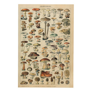 Vintage Edible Mushroom Chart Wood Wall Art
