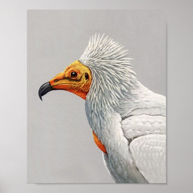 Vintage Egyptian Vulture Poster Print (Front)