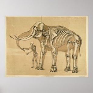 Vintage Elephant and Human Skeleton Illustration Poster