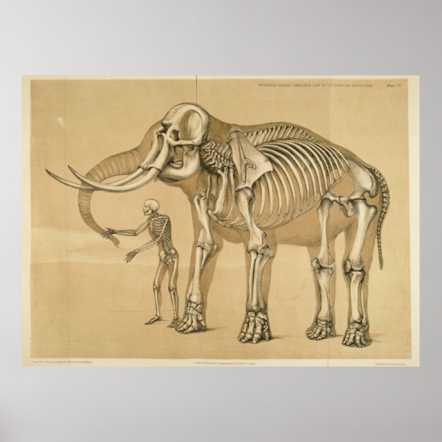 Vintage Elephant and Human Skeleton Illustration Poster (Front)