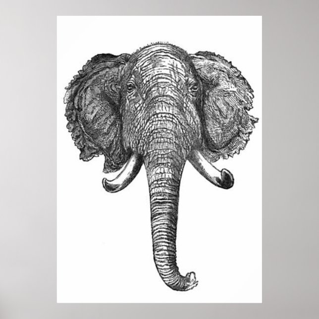 Vintage Elephant Head Illustration (1872) Poster (Front)