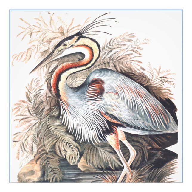 Vintage Elizabeth Gwillim Purple Heron    Photo Print (Front)