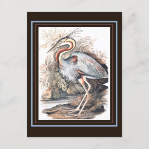 Vintage Elizabeth Gwillim Purple Heron Postcard