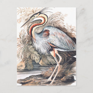 Vintage Elizabeth Gwillim Purple Heron Postcard