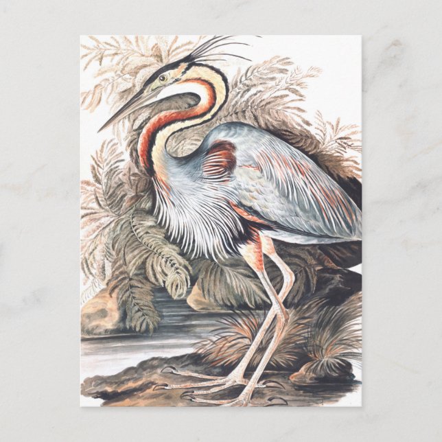 Vintage Elizabeth Gwillim Purple Heron   Postcard (Front)