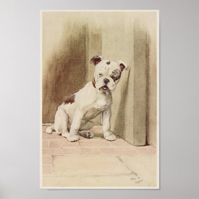 Vintage English Bulldog Illustration Poster (Front)
