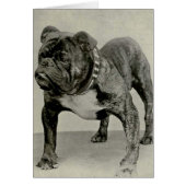 Vintage English Bulldog Photograph (Front)