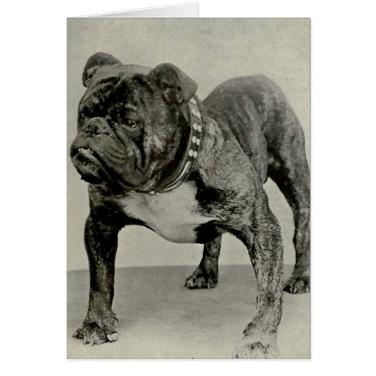 Vintage English Bulldog Photograph (Front)