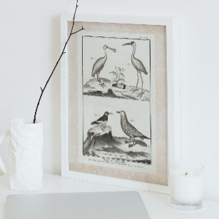 Vintage Engraving Seabirds - Spoonbill Gull Ibis Poster