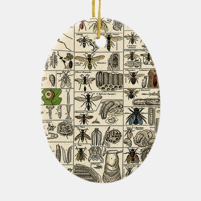 Vintage Entomology Ceramic Ornament (Back)