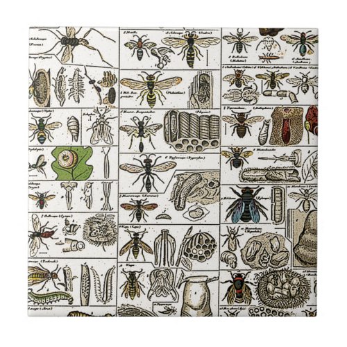 Vintage Entomology Ceramic Tile