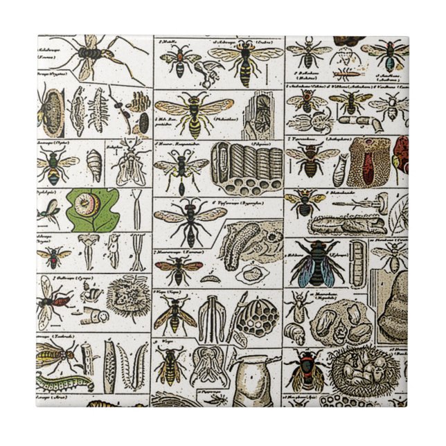 Vintage Entomology Ceramic Tile (Front)