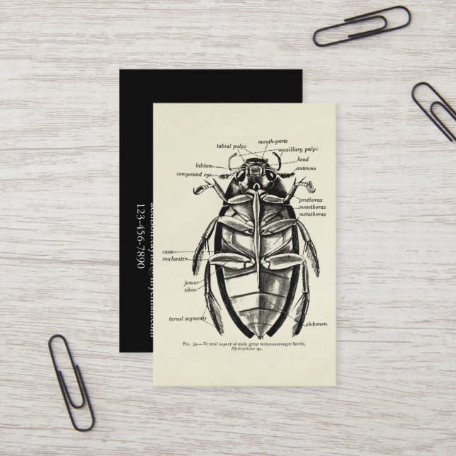 Vintage Entomology Hydrophilidae Scavenger Beetle Business Card (Front/Back In Situ)