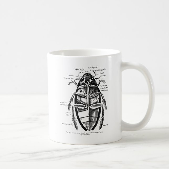 Vintage Entomology Hydrophilidae Scavenger Beetle Coffee Mug (Right)