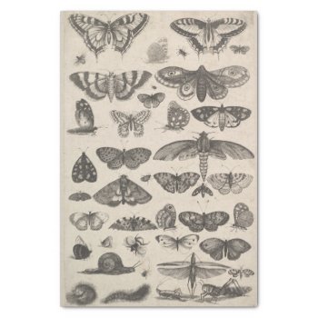 Vintage Entomology Lepidoptera Insects Decoupage Tissue Paper by expiredink at Zazzle