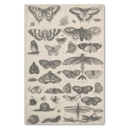 Vintage Entomology Lepidoptera Insects Decoupage Tissue Paper
