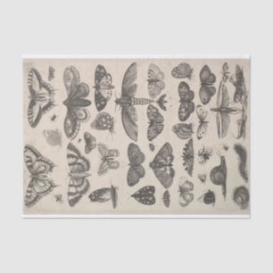 Vintage Entomology Lepidoptera Insects Decoupage Tissue Paper