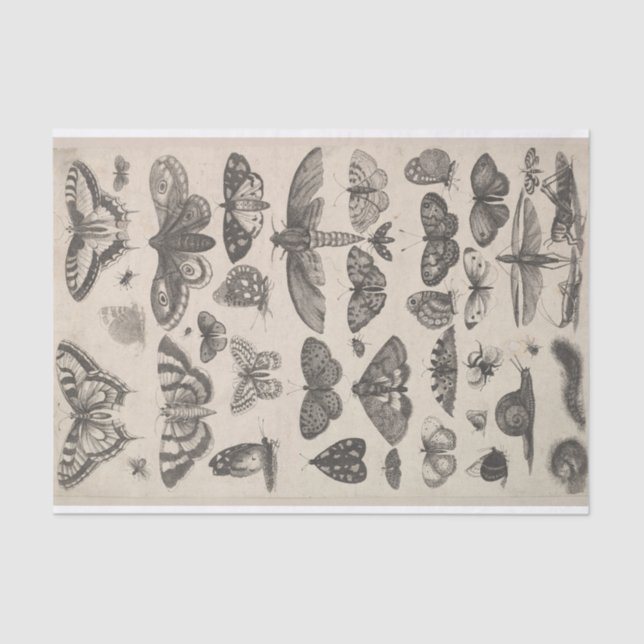 Vintage Entomology Lepidoptera Insects Decoupage Tissue Paper (Front)
