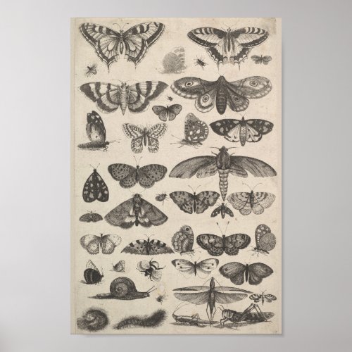 Vintage Entomology Lepidoptera Insects Poster