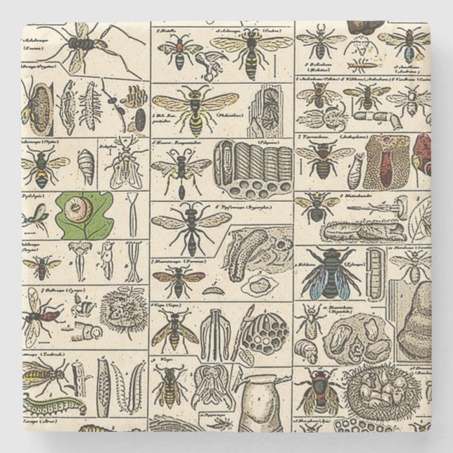 Vintage Entomology Stone Coaster (Front)