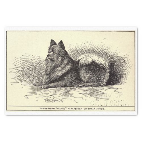 Vintage Ephemera Decoupage Queens Pomeranian Dog Tissue Paper