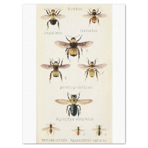 Vintage Ephemera Script Bee Decoupage Tissue Paper