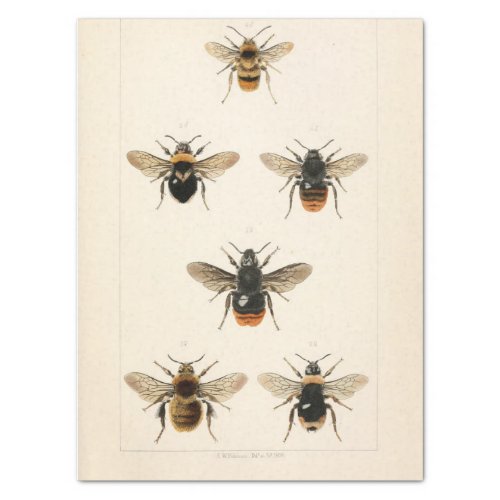 Vintage Ephemera Script Bee Decoupage Tissue Paper