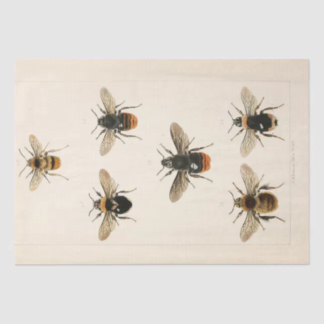 Vintage Ephemera Script Bee Decoupage Tissue Paper | Zazzle