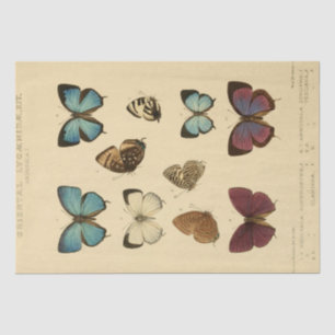 Vintage Ephemera Script Blue Butterfly Decoupage Tissue Paper