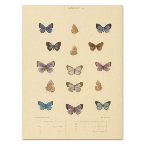 Vintage Ephemera Script Butterfly Decoupage Tissue Paper