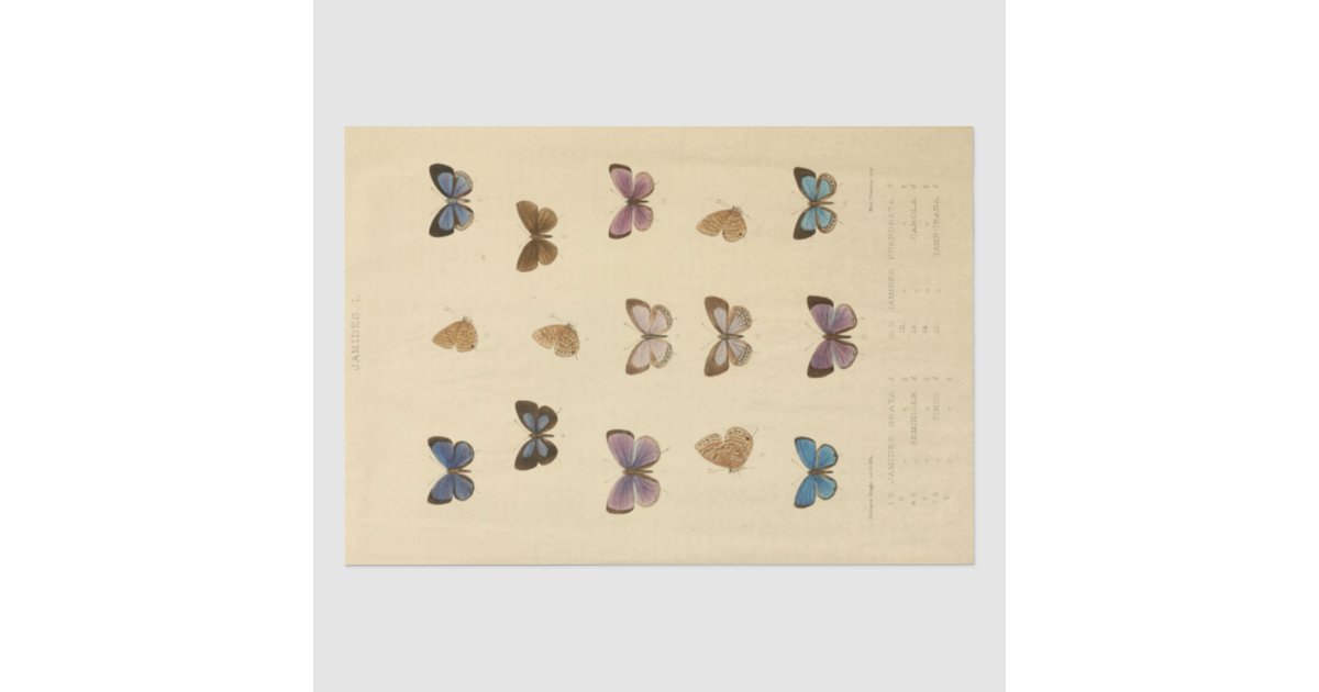 Empherma Script Paper Vintage Ephemera Script Butterfly Decoupage Tissue Paper | Zazzle