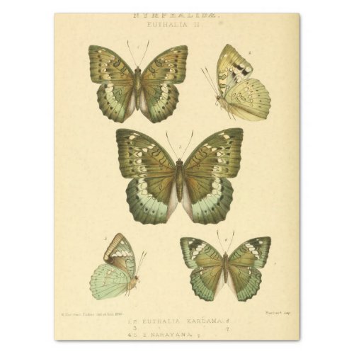 Vintage Ephemera Script Green Butterfly Decoupage Tissue Paper