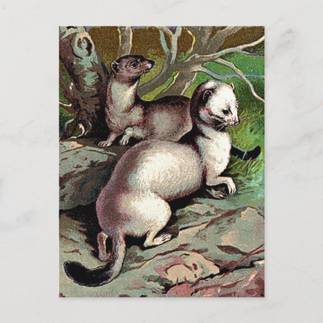 Vintage Ermine Illustration Postcard (Front)