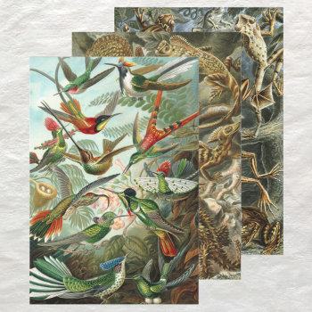 Vintage Ernst Haeckel Animal Designs Wrapping Paper Sheets by Ernst_Haeckel_Art at Zazzle