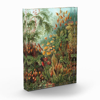 Vintage Ernst Haeckel Award