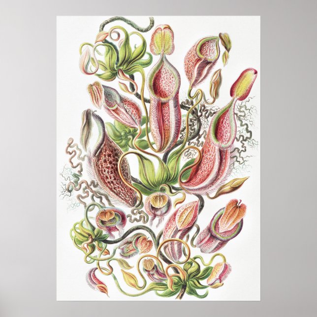 Vintage Ernst Haeckel Botanical Pitcher Plant Poster (Front)
