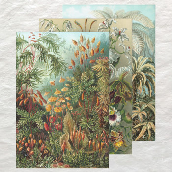 Vintage Ernst Haeckel Botany Designs Wrapping Paper Sheets by Ernst_Haeckel_Art at Zazzle