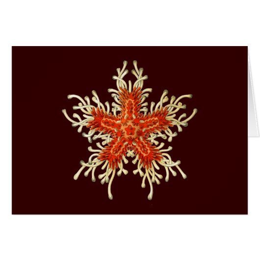 Vintage Ernst Haeckel Cards (Front Horizontal)