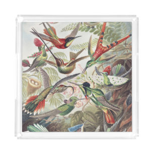 Vintage Ernst Haeckel Colorful Hummingbird Poster Acrylic Tray