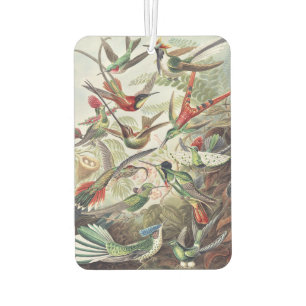 Vintage Ernst Haeckel Colorful Hummingbird Poster Air Freshener