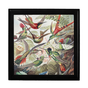 Vintage Ernst Haeckel Colorful Hummingbird Poster Gift Box