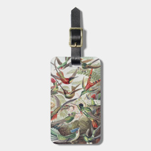 Vintage Ernst Haeckel Colorful Hummingbird Poster Luggage Tag
