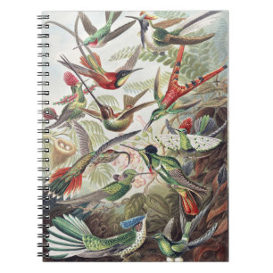 Vintage Ernst Haeckel Colorful Hummingbird Poster Notebook