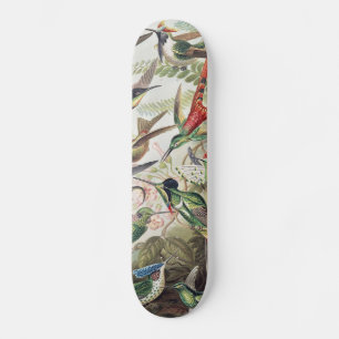 Vintage Ernst Haeckel Colorful Hummingbird Poster Skateboard