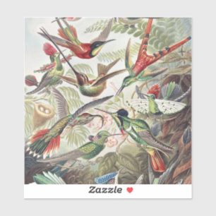 Vintage Ernst Haeckel Colorful Hummingbird Poster Sticker